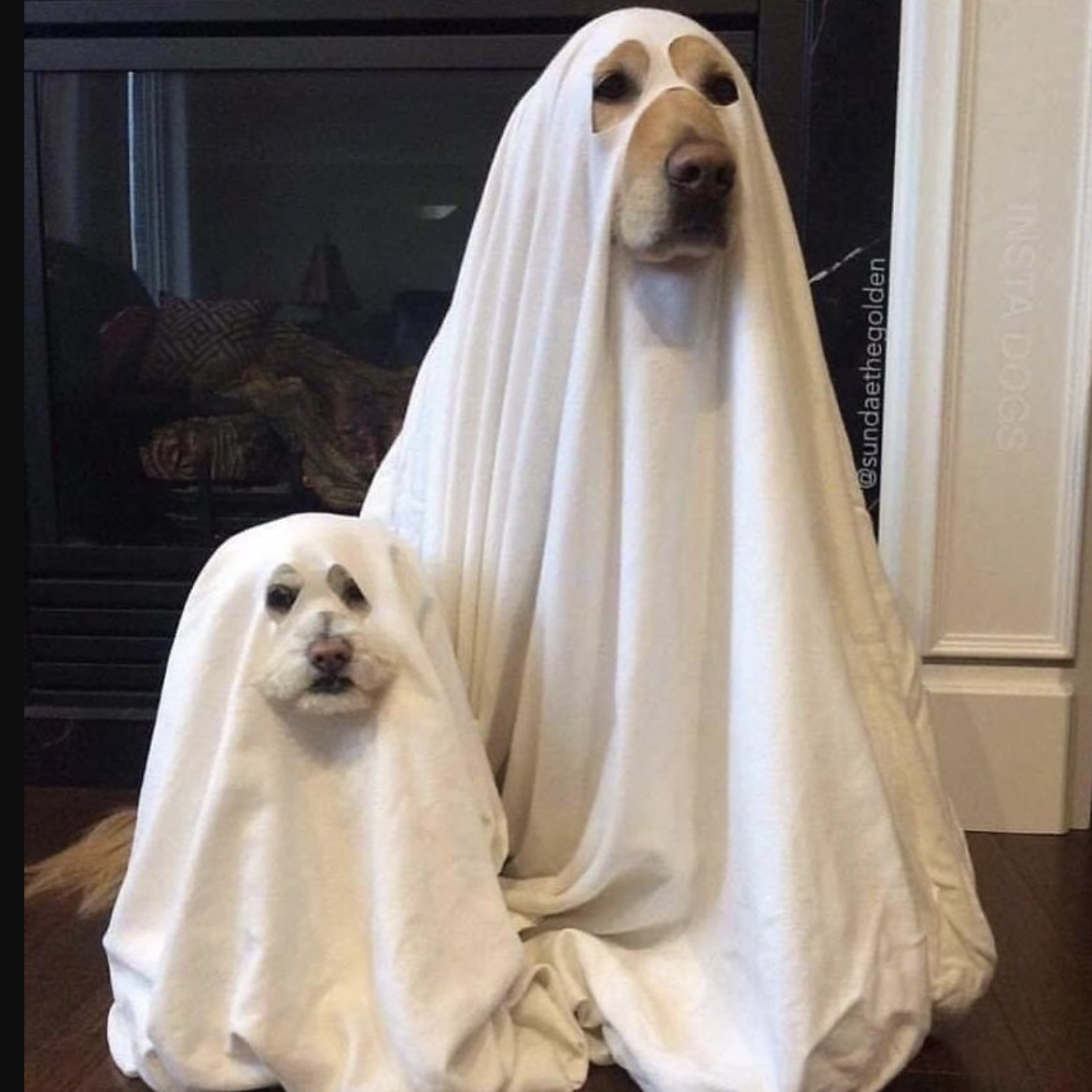 Two dogs dressed up as ghosts